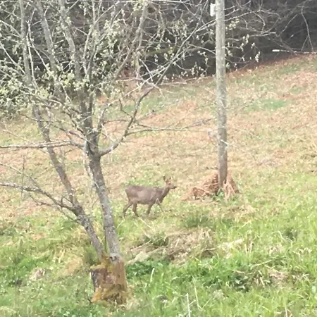 Le Vosgien Bain Nordique Kota Grill Chalet *