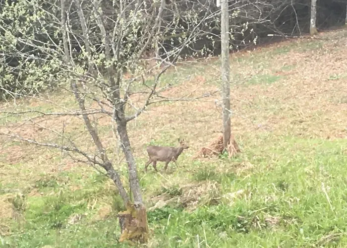 Le Vosgien Bain Nordique Kota Grill Domek alpejski *